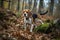 Beagle dog in autumn forest