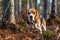 Beagle dog in autumn forest