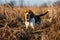 Beagle dog in autumn landscape