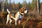 Beagle dog in autumn landscape