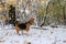 Beagle dog in autumn snowy forest