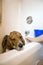 Beagle Dog in the Bathtub