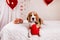 The beagle dog on a bed in a room decorated with helium balloons and hearts.