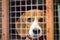 Beagle Dog behind the cage