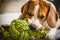 Beagle dog biting and chewing on rope knot toy