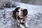 Beagle dog in black fur earflaps in winter park