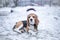 Beagle dog in black fur earflaps in winter park