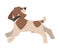 Beagle Dog Breed with Brown Marking and Collar on Neck Running Vector Illustration