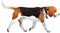 Beagle dog breed color