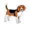 Beagle dog breed doodle style vector illustration line clip art