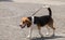 Beagle dog breed on a leash