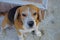 Beagle dog, a breed of small hound