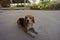 Beagle dog, a breed of small hound