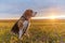 Beagle dog in the bright rays of the autumn sunset