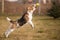 Beagle dog catching ball