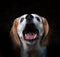 Beagle dog catching a treat