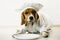 Beagle dog in chef`s cap and chef uniform will cook