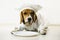 Beagle dog in chef`s cap and chef uniform will cook