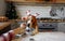 A Beagle dog with Christmas decorations on its head stands on its hind legs in the kitchen waiting for a treat