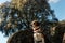 Beagle dog climbed on a large rock during a walk in the countryside