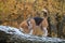 Beagle dog climbed the tree in the forest