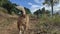 Beagle dog closely followed trotting on an uphill dirt road.