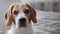 Beagle dog closup indoors. Tricolour animal head shot closeup in 4K.