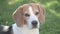 Beagle dog closup outside. Tricolour animal fetch a ball