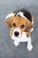 beagle dog cookies, tongue dog at home, pet love, hunting dog training