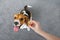beagle dog cookies, tongue dog at home, pet love, hunting dog training