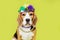 A beagle dog in costume for the Mardi Gras festival