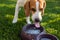 Beagle dog drinking water to cool off in shade on grass hiding from summer sun
