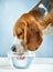 Beagle dog drinks water