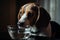 Beagle dog drinks water. Generate Ai