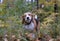 Beagle dog eats grass in the autumn forest