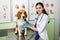 Beagle dog examined and consulted by a veterinarian