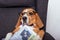 Beagle dog in eyeglasses lying with newspaper