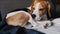 Beagle dog falling a sleep slowly. Tricolour animal Curls Up in a Ball in 4K.