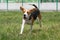 Beagle dog with floppy ear running in grass with a happy smiley face