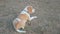 Beagle dog follows owner`s orders. happy Pet lying on its back turns over in grass. concept training and education dogs