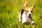 Beagle dog fun on field outdoors run and jump towards camera with ears in the air ant feet above ground