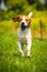 Beagle dog fun in garden outdoors run and jump with ball towards