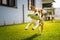 Beagle dog fun in garden outdoors run and jump with knot rope