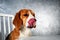 Beagle dog funny portrait. Dog licking mouth on gray background.