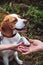 A Beagle Dog Gives A Paw