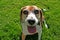 Beagle dog on grass