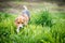 Beagle dog in grass