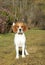 Beagle dog on green meadow