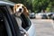 Beagle Dog having a happy ride in the car backseat