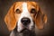 Beagle dog headshoot isolated on dark brown background